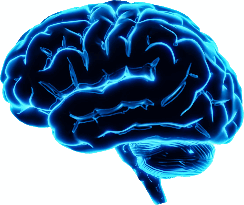 brain image